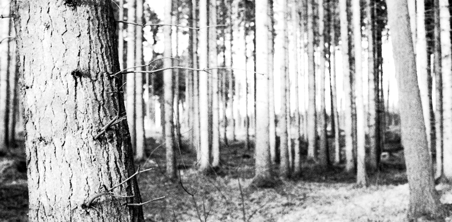 Black and white detail photo of forest