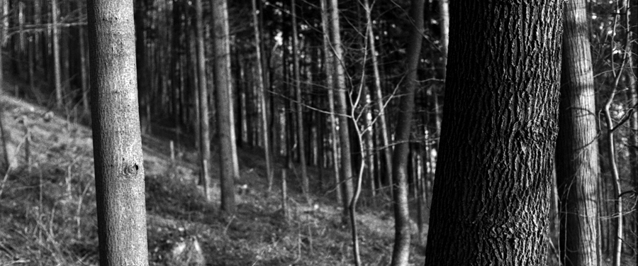 Black and white photo of forest